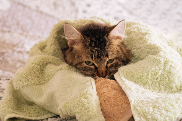 istock Funny wet brown tabby cute kitten after bath wrapped in green towel 1325399013