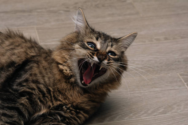 istock brown cat is tired and yawns 1325399190