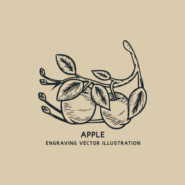 Vector illustration of Apple with leaf engraving vintage illustration