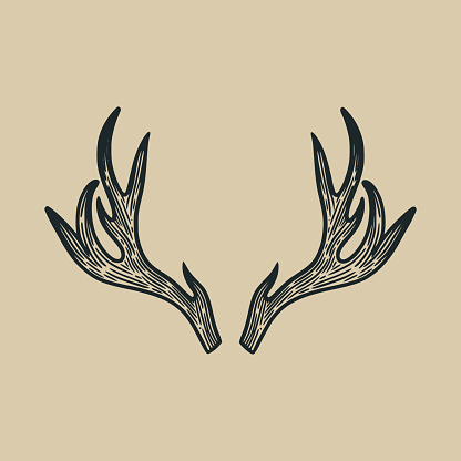 deer antlers classic vintage illustration design element