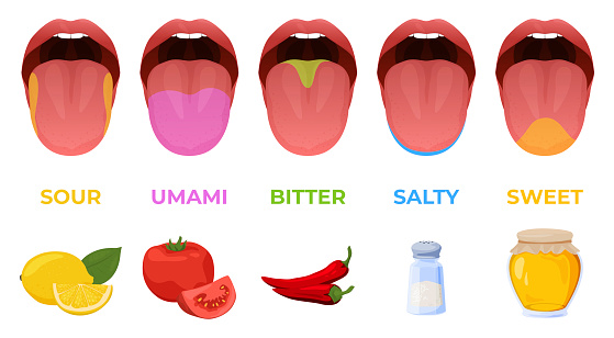 Human linguistic taste receptors vector flat illustration. Colored tongue zones in mouth with sour, sweet, bitter, salty and umami tastes isolated. Anatomical diagram chart with section tasteful