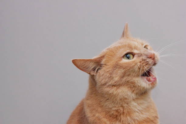 istock An angry red cat with an open mouth. A dangerous pet. 1325401422