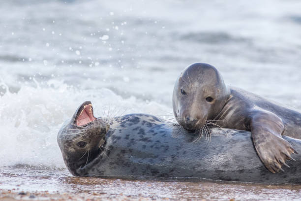 istock Breeding pair of grey seals. Animal affection. Beautiful wildlife image. 1325402644