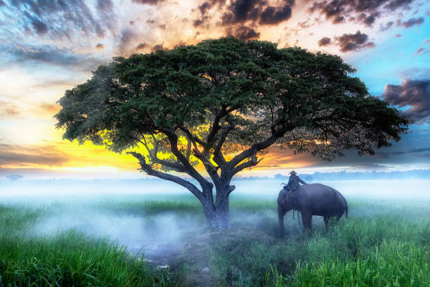 Elephants and Thai farmers are harvesting rice in Thailand.