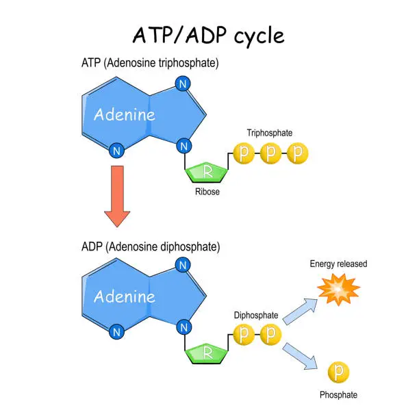 Vector illustration of ATP ADP cycle