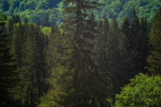 istock Green forest in the Carpathian mountains in summer 1325403815