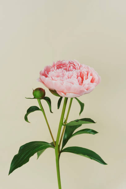 istock Coral peony on a beige background. 1325404081
