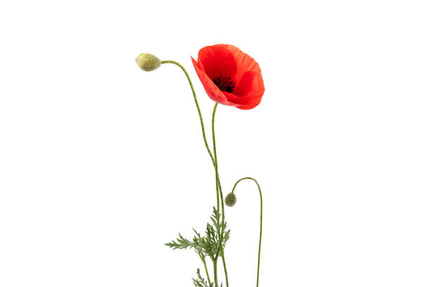 istock Red field poppies (Papaver rhoeas) isolated on white background 1325404083