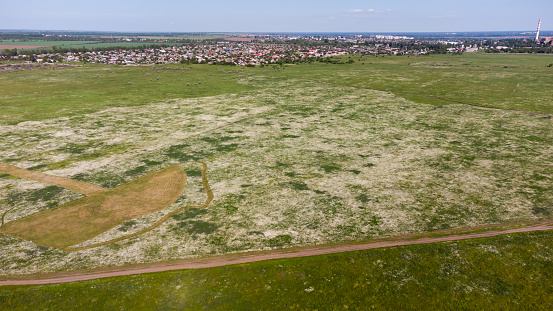 Aerial top view of a green field with camomiles. Large white patches of daisies. City in the background
