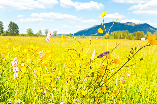 Blooming herbs and grass with mountains of the Bavarian Alps in the background.