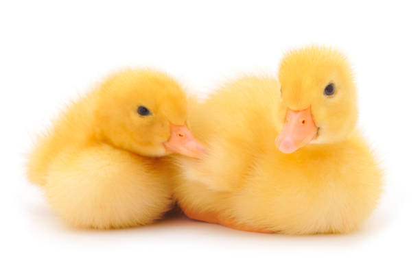 istock Little cute duckling. 1325405415