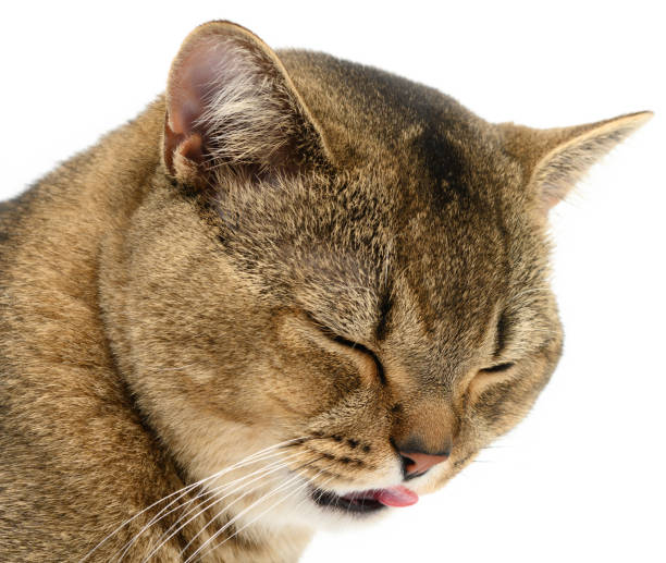 istock cat animal with closed eyes stuck out its tongue, funny laughing muzzle 1325405438