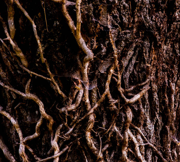 istock Oak tree trunk, bark and liana 1325406537
