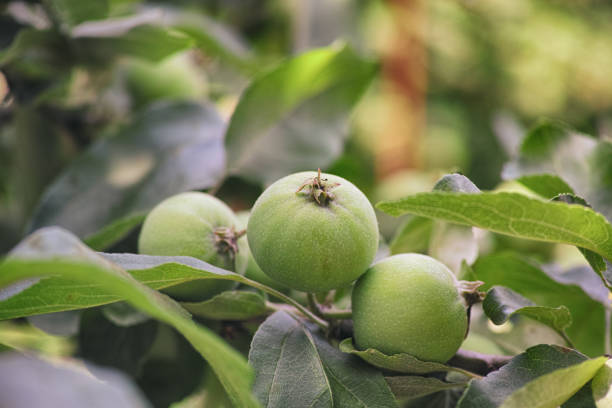 istock Green unripe apples growing on a apple tree 1325406547