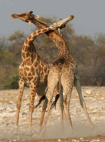 2 El cuello de la jirafa photo