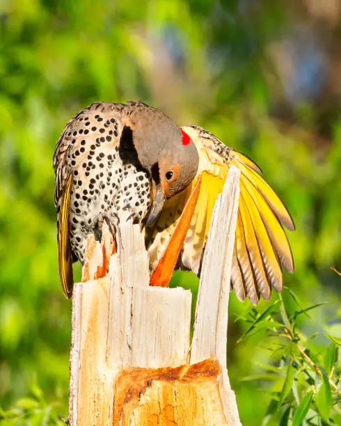 A yellow-shafted northern flicker stretches his wings in Wyoming