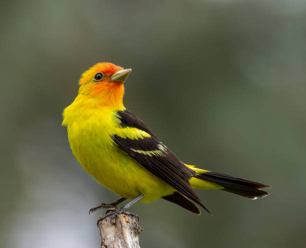 Western tanager (Piranga ludoviciana) A western tanager in Wyoming. piranga ludoviciana stock pictures, royalty-free photos & images