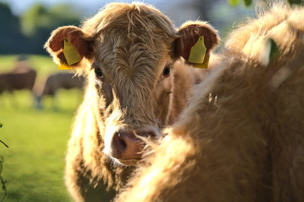 Beautiful closeup view of brown cows with yellow ear tags for identification peacefully grazing at farm near Puck's Castle Ln, Ballycorus, County Dublin, Ireland stock photo