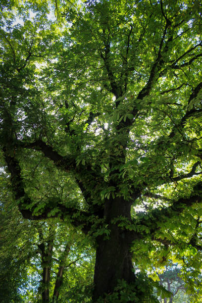 untere ansicht des baumes im parc des buttes chaumont, paris, frankreich - american beech stock-fotos und bilder