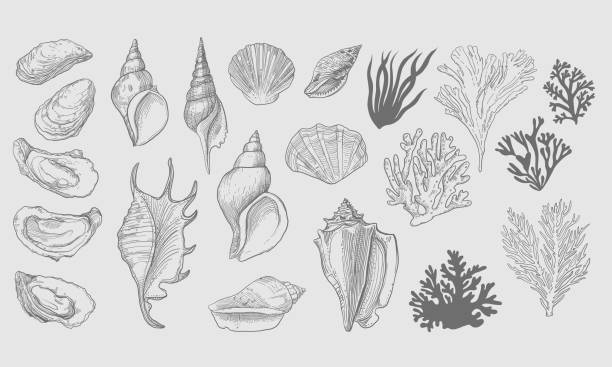 Set of seashells and algae vectors. Hand-drawing illustration with engraved line. Collection of realistic sketches of molluscs seaweed shells of various shapes. vector art illustration
