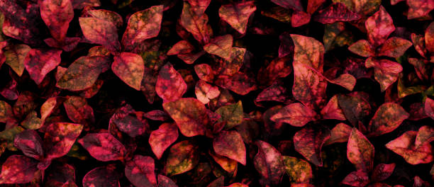 istock tropical leaves, abstract green leaves texture, nature background 1325413831