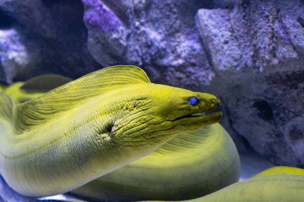 istock Moray eels (Muraena) fish in the aquarium 1325414353