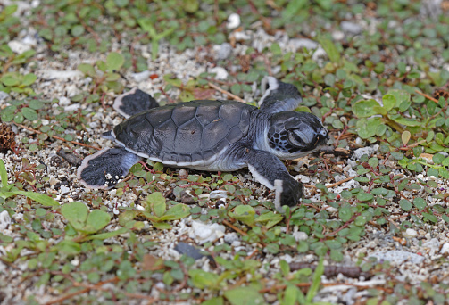 Green Turtle (Chelonia mydas) hatchling making it's way to the sea\