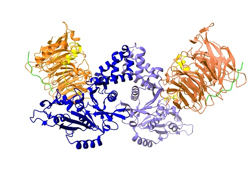 Histone acetyltransferase tetramer: type B catalytic subunit, type B subunit 2 (brown), histone H4 (yellow), histone H3 (green) shown. 3D cartoon model, white background