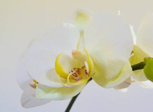 istock Phalaenopsis white close up moth orchid 1325415220