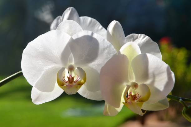 istock Phalaenopsis white close up moth orchid 1325415235