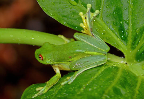 istock Southern Orange-eyed Treefrog 1325415299