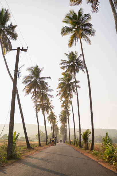 palm trees at the parra road - goa beach india green imagens e fotografias de stock