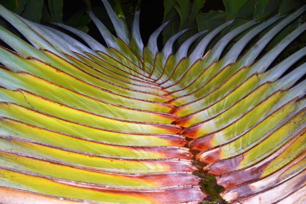 palm of the traveller - palm leaf flash imagens e fotografias de stock
