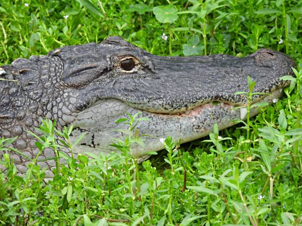 istock American Alligator (Alligator mississippiensis) headshot 1325418222
