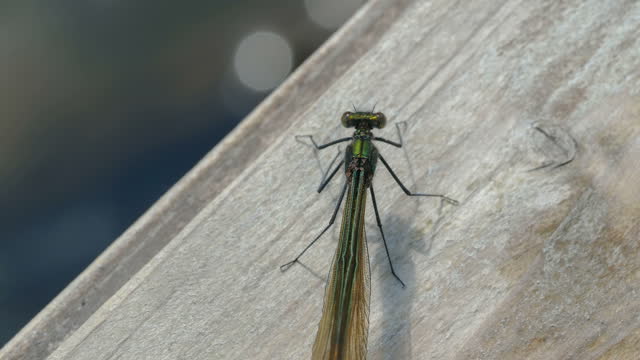 The banded demoiselle on the big plank in Estonia