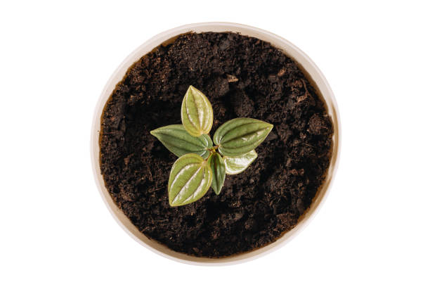 istock Houseplant Peperomia Rosso in white pot isolated on white background 1325419780