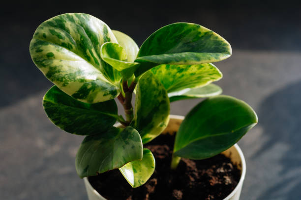 houseplant peperomia obtusifolia green gold in pot, foliage nature background, close up on the window. flower shop concept - gardening single flower house flower imagens e fotografias de stock