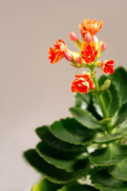 Photo of Home flower orange blooming Kalanchoe on a light background. Orange blooming Kalanchoe close up