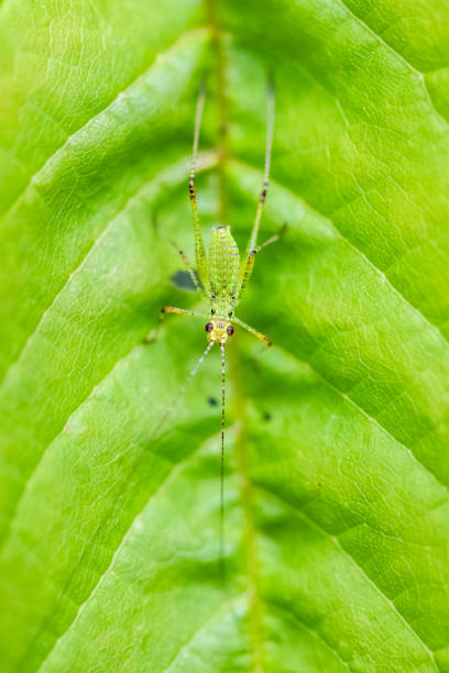 południowy sierp bush-krykiet, konik polny - locust invasion zdjęcia i obrazy z banku zdjęć