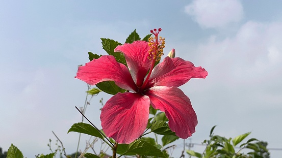 A picture of a hibiscus and the sky