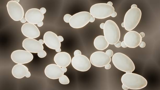 Sacharomyces cerevisiae yeast Saccharomyces cerevisiae, Budding yeast 3d illustration yeast stock pictures, royalty-free photos & images