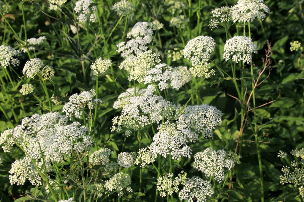 istock White Anthriscus sylvestris grows in the summer meadow 1325423759