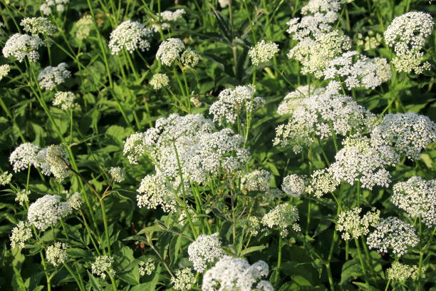 istock White Anthriscus sylvestris grows in the summer meadow 1325423762