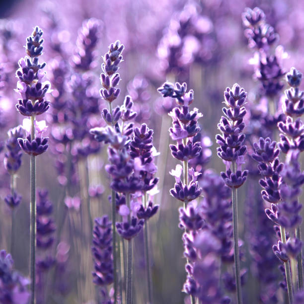 istock Lavender flower field at sunset rays 1325426768