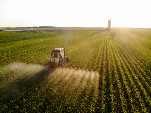 istock Tractor sprays pesticides on corn fields at sunset 1325429186