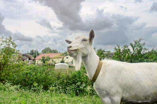 close-up portrait of a white goat in the village on a pasture on background of sky