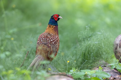 Common pheasant (Phasianus colchicus) cockerel standing in a meadow.