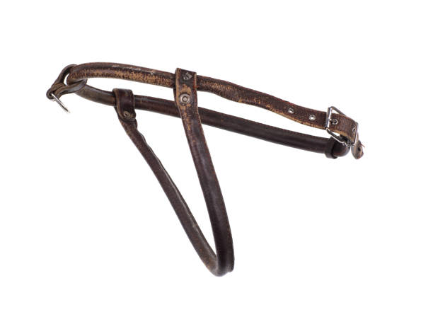 istock Horse harness bridle for riding isolated on white background 1325430145