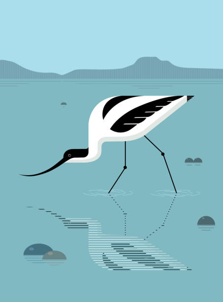 Avocet Avocet foraging in the river, stylized image, vector avocet stock illustrations