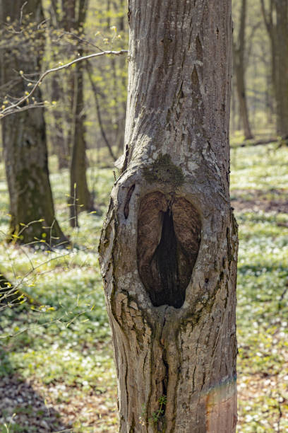 istock Close-up tree trunk during sunny day. Hole in the bark of a tree. Old tree bark texture background 1325430420